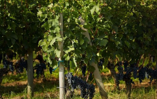 葡萄树龄有多少年