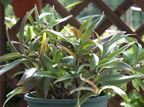 石斛兰新芽要多久才开花