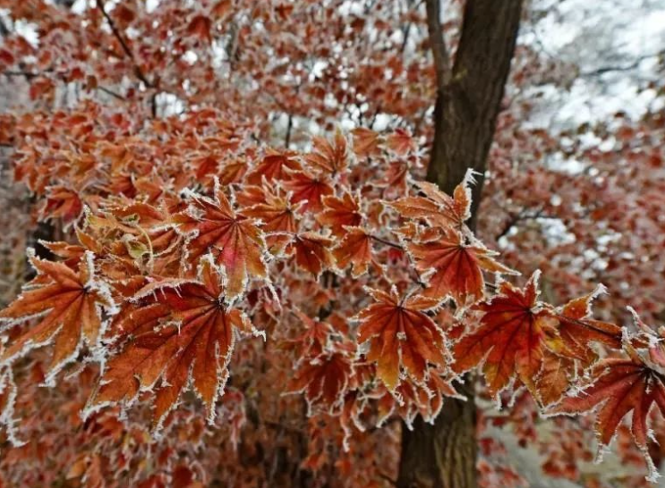 枫树冬天怕冻吗