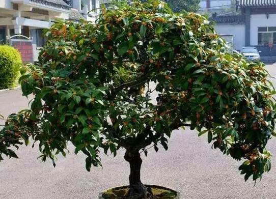 桂花树的养殖技术