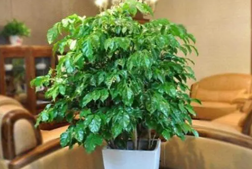 幸福树可以浇磷酸二氢钾吗