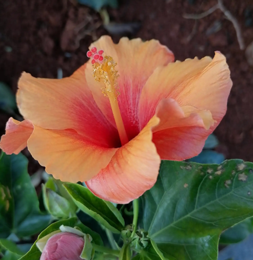 朱瑾花养护方法