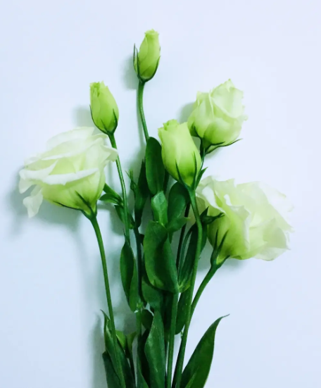 洋桔梗小苗要多久才能开花