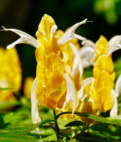 金苞花的扦插方法