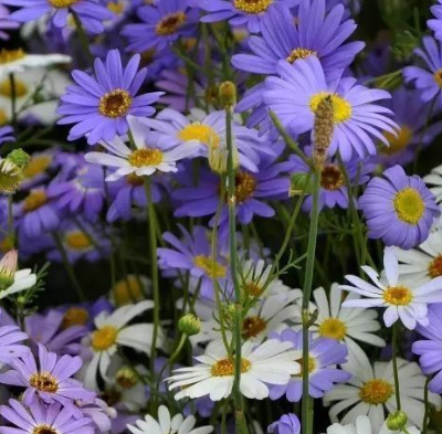 五色菊什么时候开花