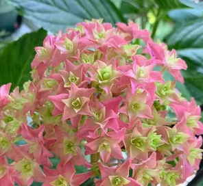 牵牛星绣球花耐晒吗