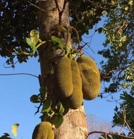 榴莲树的生长条件