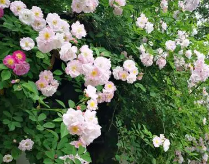 蔷薇花是怎么开放的