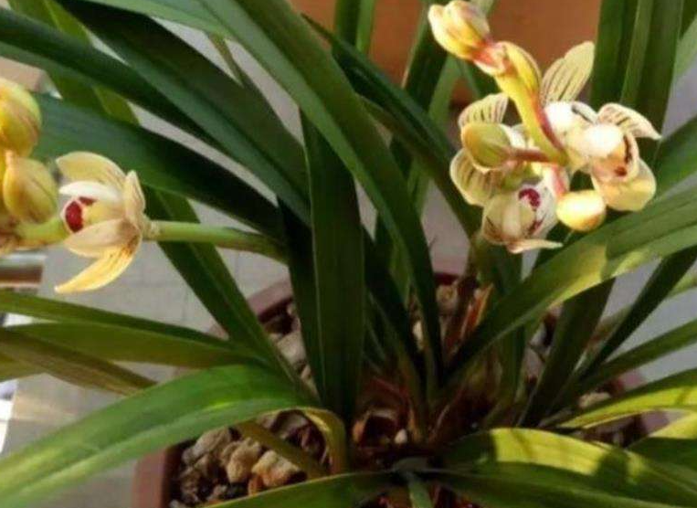 兰花不能晒太阳吗