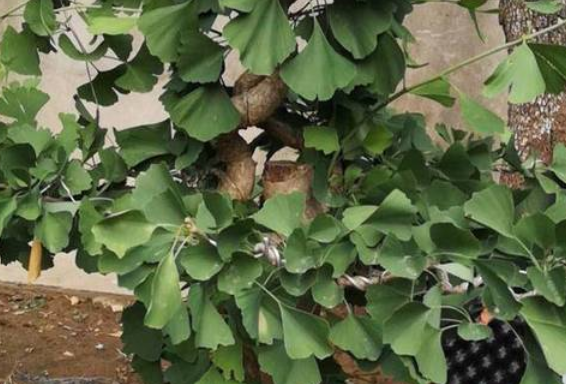 银杏树什么时候修剪树枝好