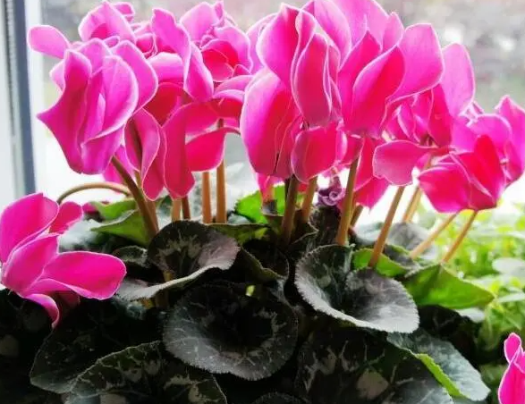 冬天养的花卉有哪些