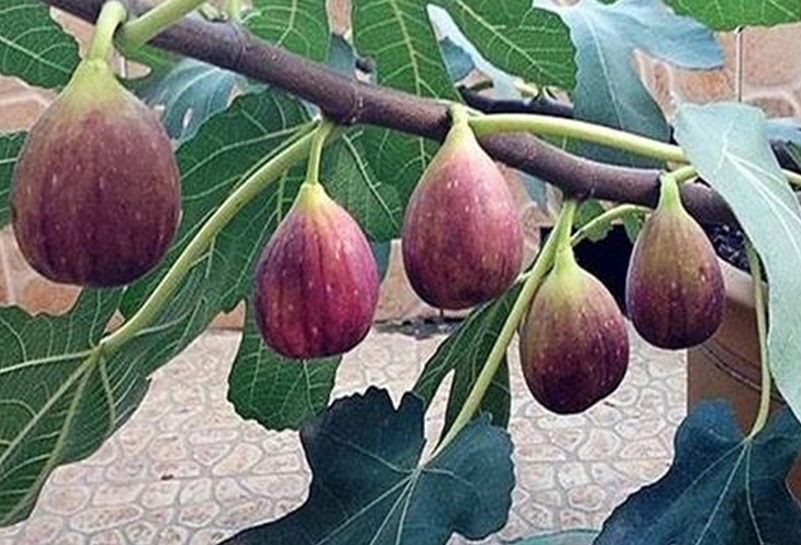 无花果什么季节扦插最好