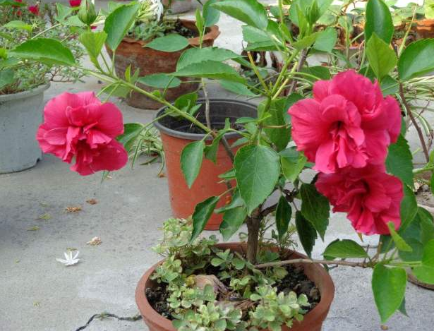 扶桑花用什么肥料