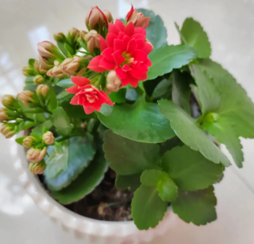 长寿花6一7月份能扦插