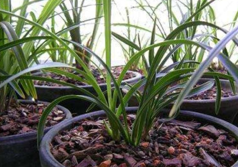 兰花植料怎样配最好