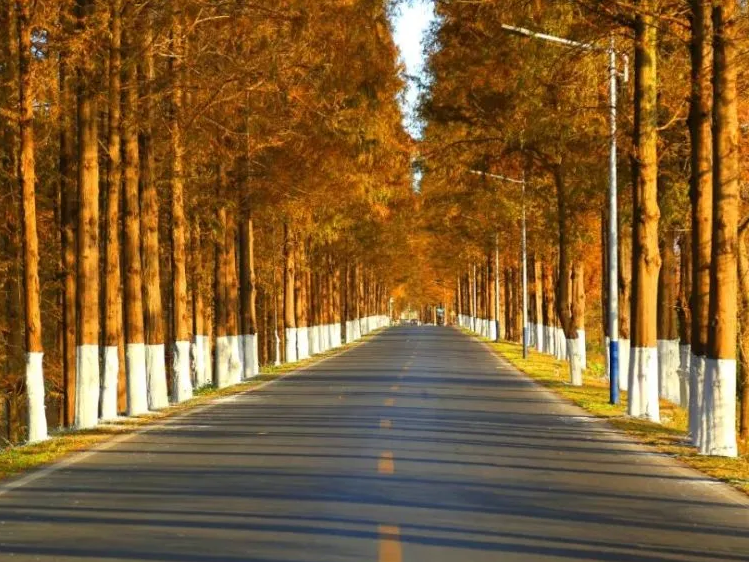 公路旁边一般种什么树