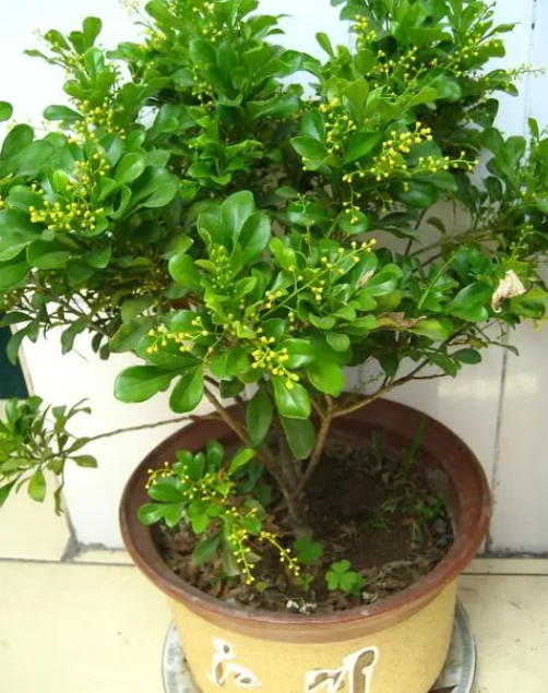 米兰花老桩独杆盆景