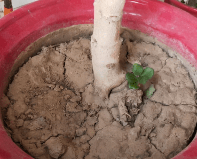 自来水浇花土壤板结怎么办