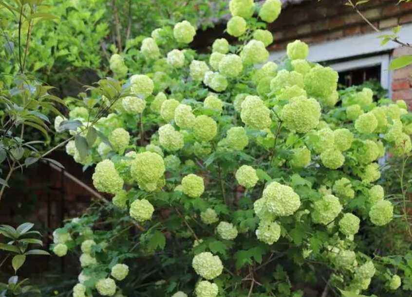 欧洲木绣球玫瑰多大才可以开花