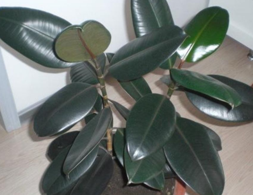 橡皮树喜欢太阳晒吗