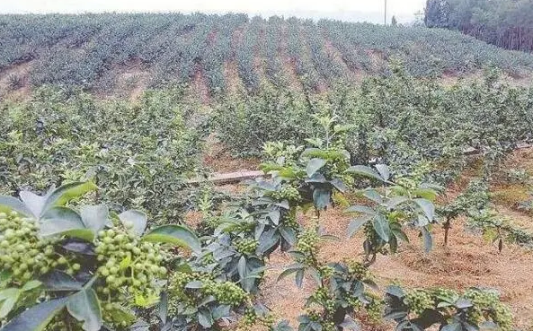 一亩地栽多少花椒树