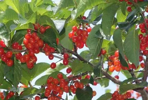 单株樱桃树不结果原因