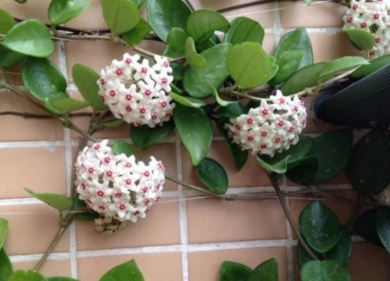 球兰花的养殖方法和注意事项有