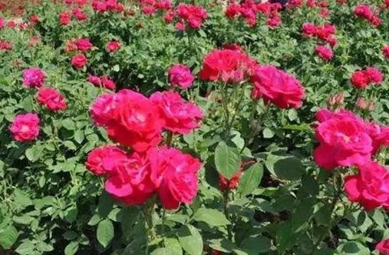 玫瑰花种子种植方法和季节
