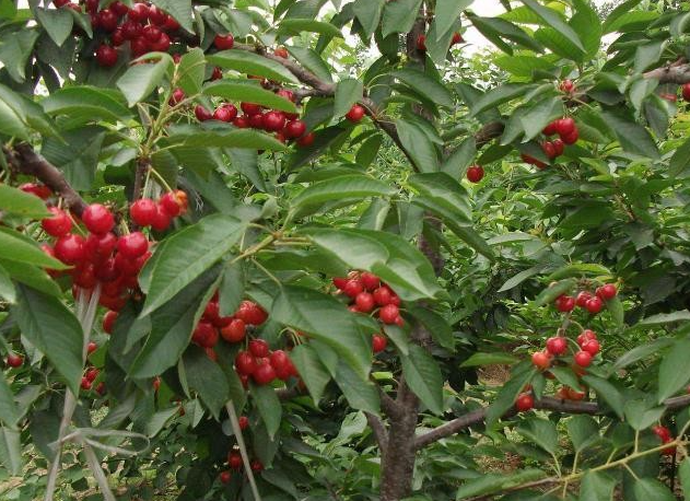 几月种樱桃树合适