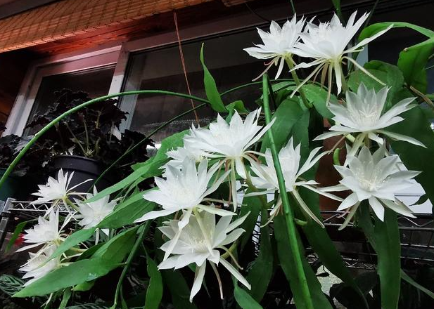 昙花长在水里还是土里