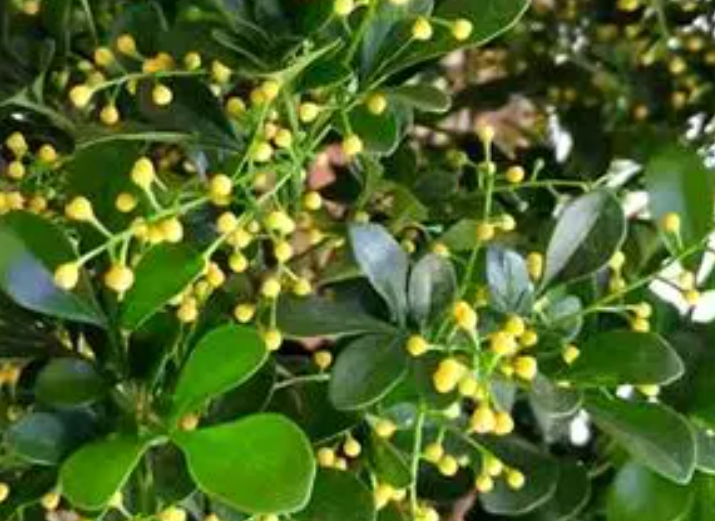 如何养好米兰花