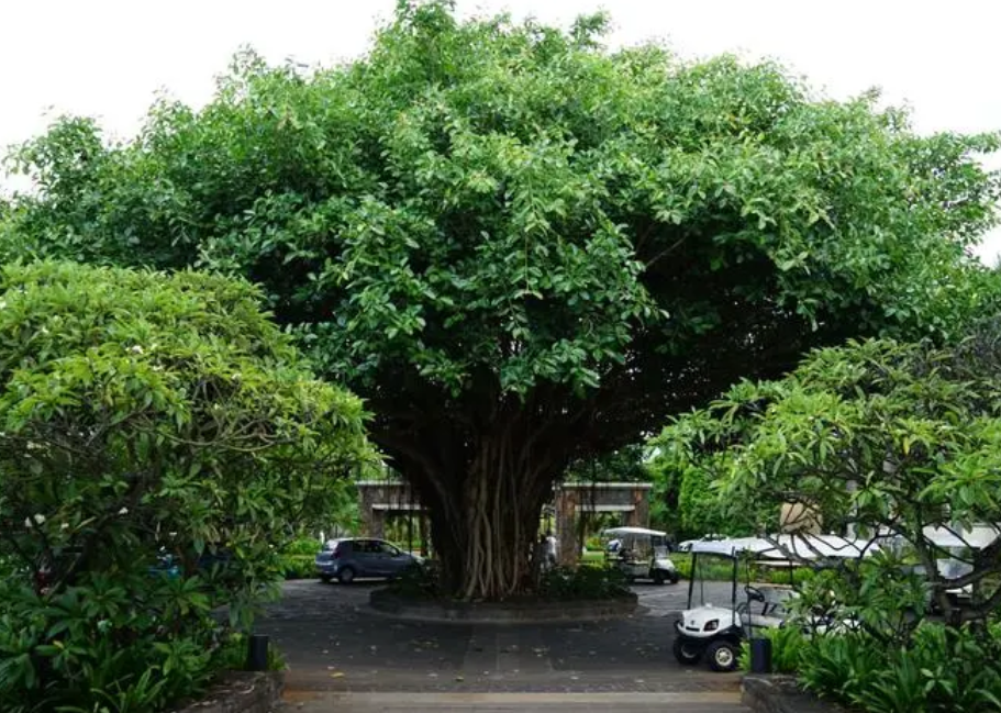 榕树怕晒太阳吗