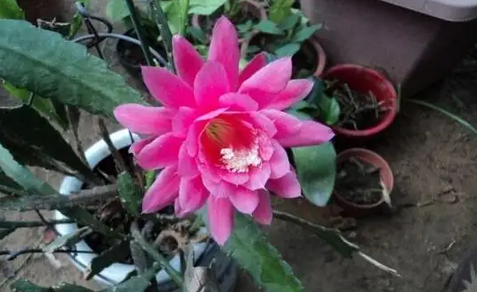 冬天能扦插令箭荷花吗