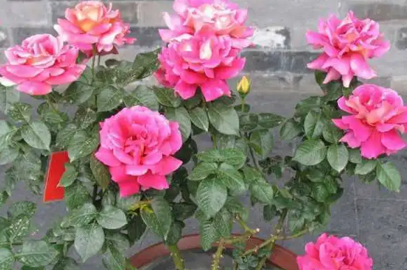 夏季月季花的养殖方法和注意事项