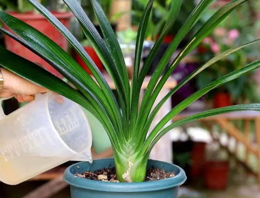 君子兰和兰花能用一种土养吗