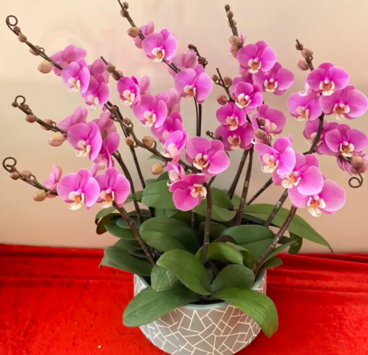 兰花和蝴蝶兰哪个好养