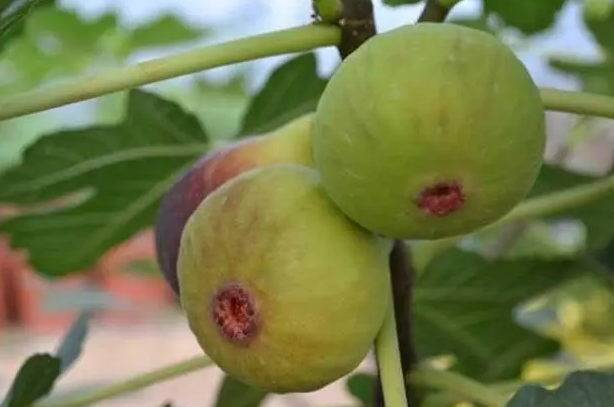 无花果寓意着什么