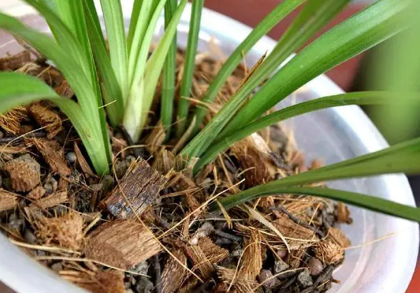 兰花种植土怎么配