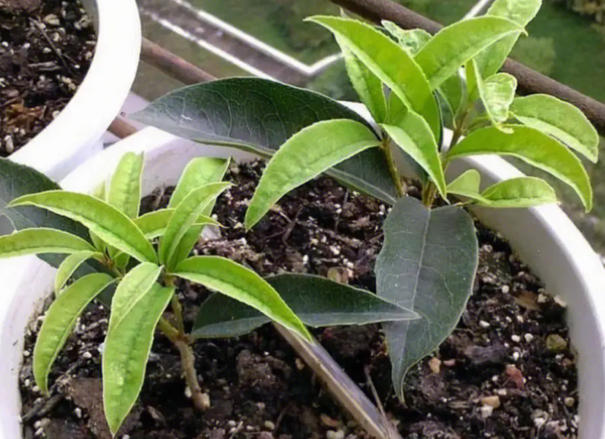 桂花怎么扦插成活率最高