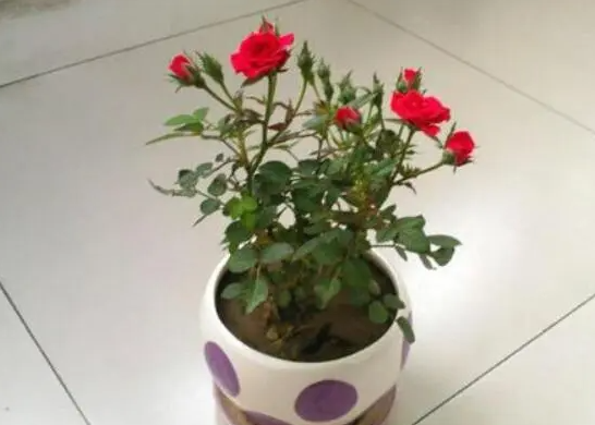 盆栽玫瑰花怎么修剪