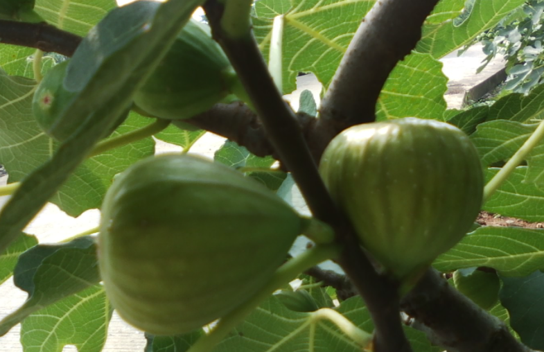 无花果树能长多大多高