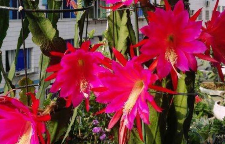 令箭荷花适合什么土壤