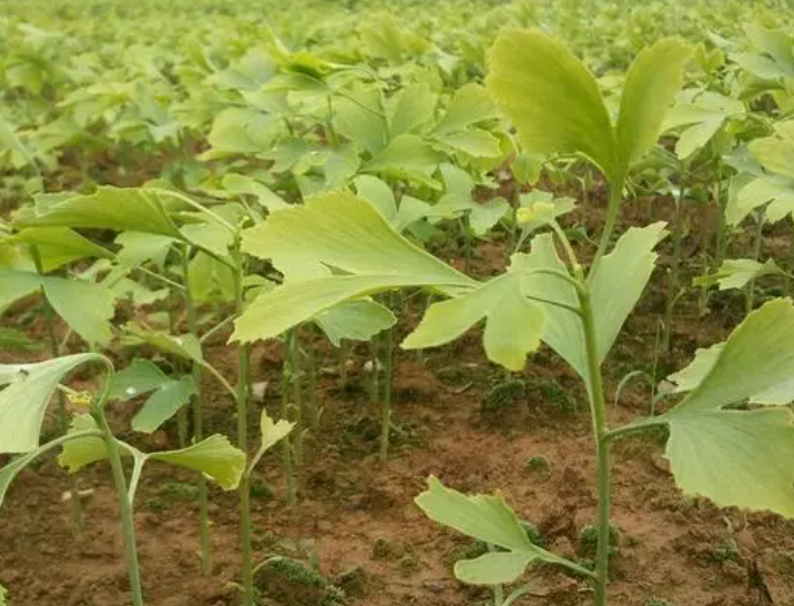 银杏树用什么土种植