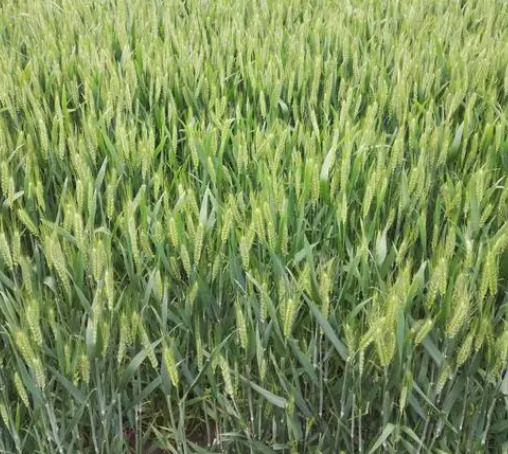 麦子壳可以直接种花吗