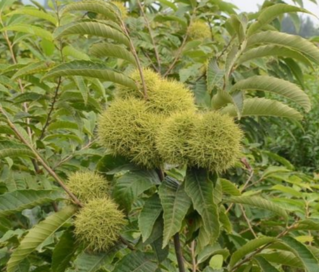 板栗树的品种与结果的关系