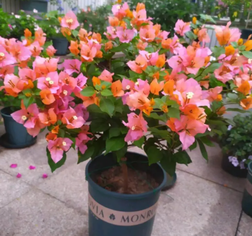 三角梅勤花推荐排名