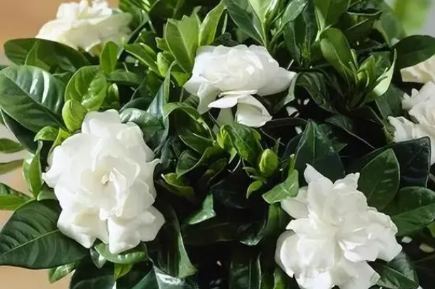 栀子花开花时注意什么