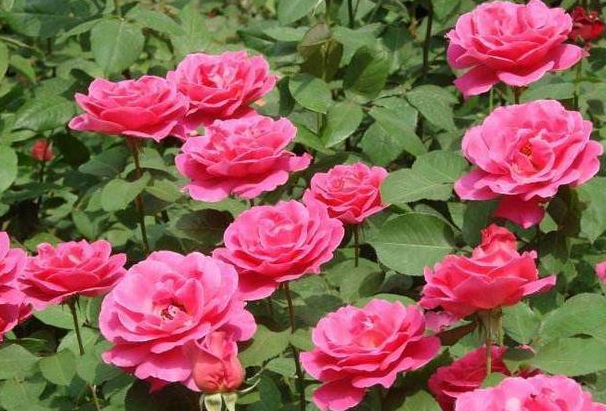 月季花每月都开花吗