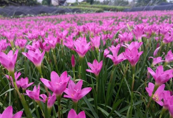 葱兰和韭兰属于兰花吗