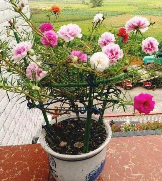 太阳花养几年能成老桩